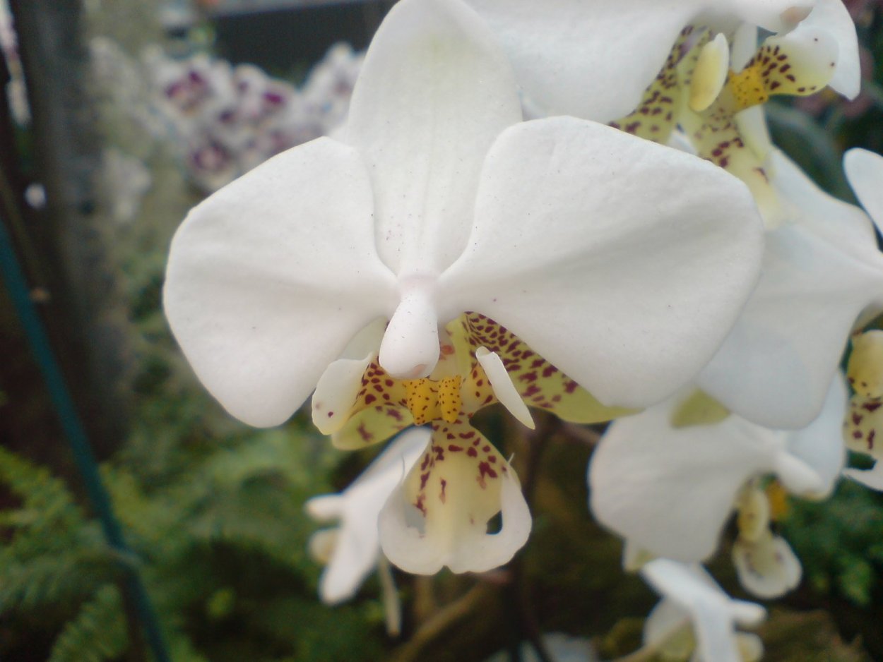 Фаленопсис stuartiana