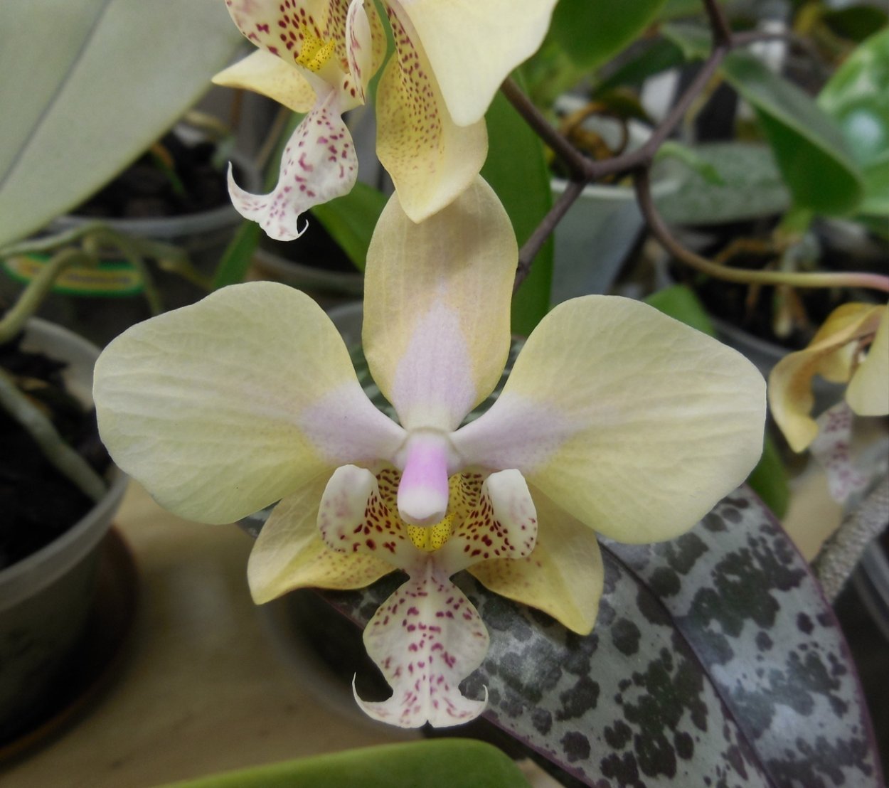 Фаленопсис Стюартиана Сого