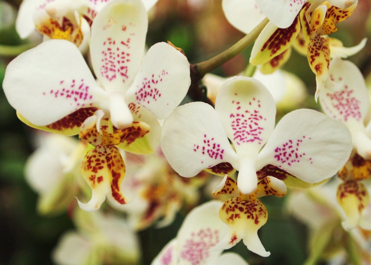 Фаленопсис Шиллера