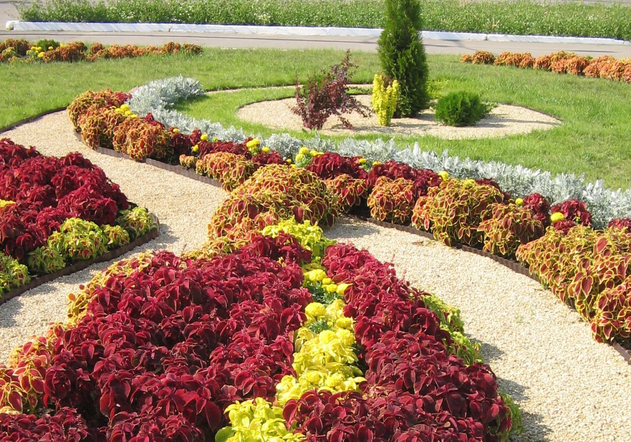 Миксбордер с туями и розами