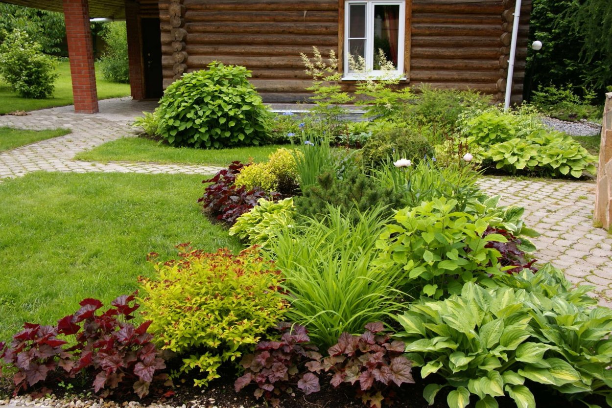 Лаванда в миксбордере