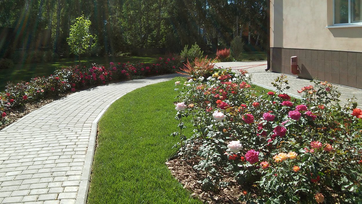 Рабатка Тунберга