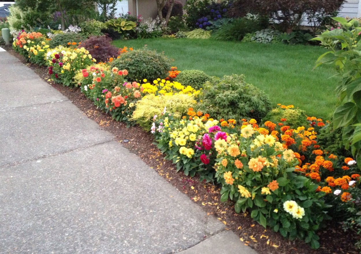 Рабатка Тунберга однолетник