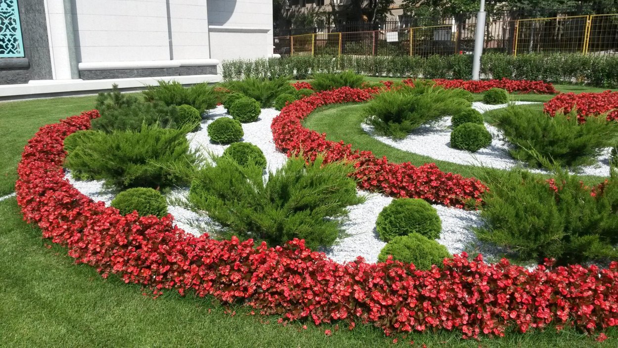 Рабатка Тунберга