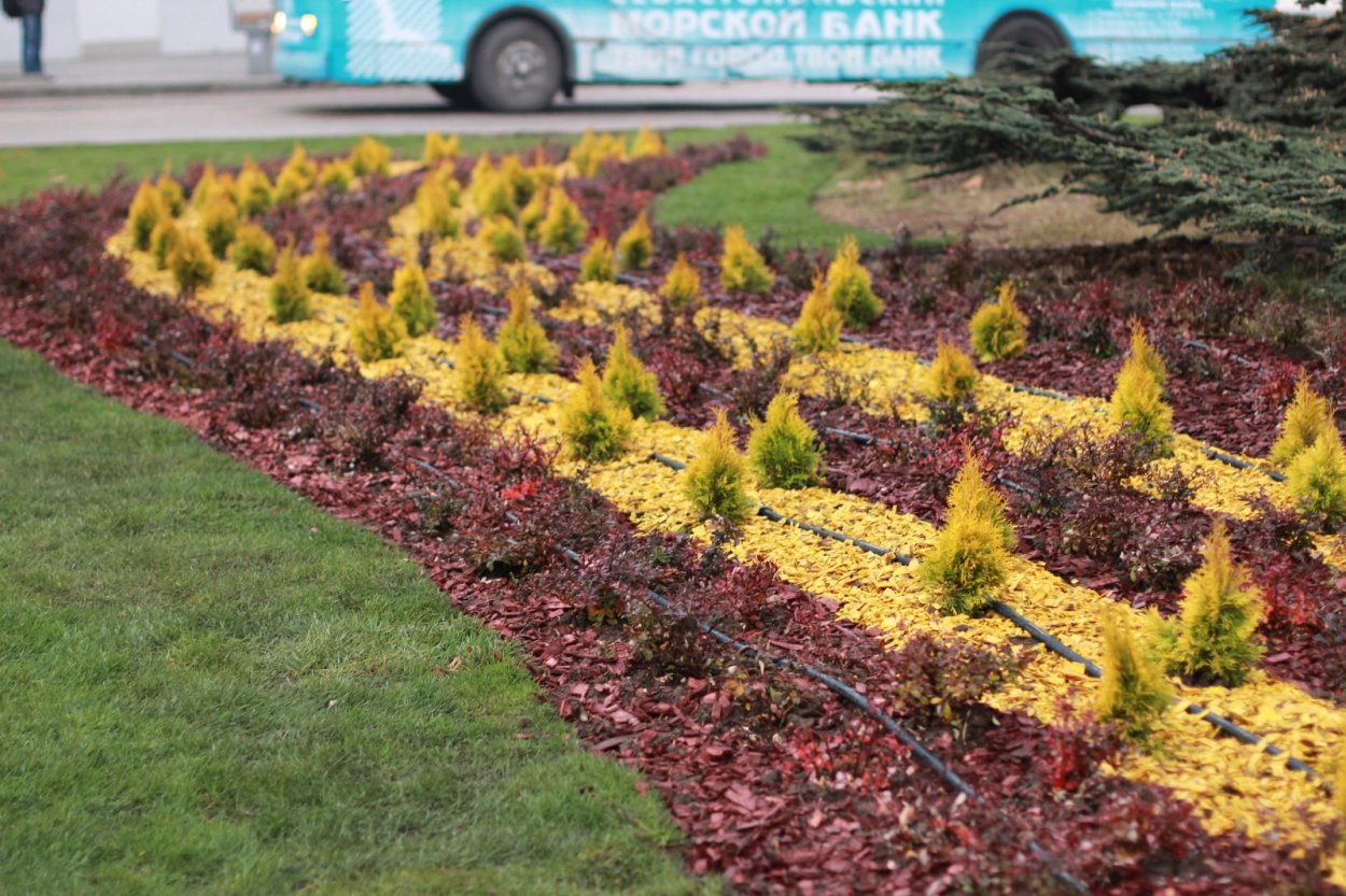 Рабатка Тунберга однолетник