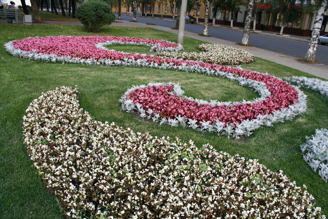 Цинерария серебристая однолетник