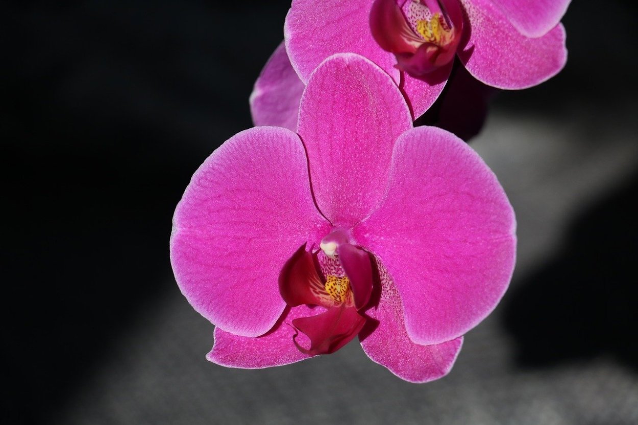 Орхидея спаркс