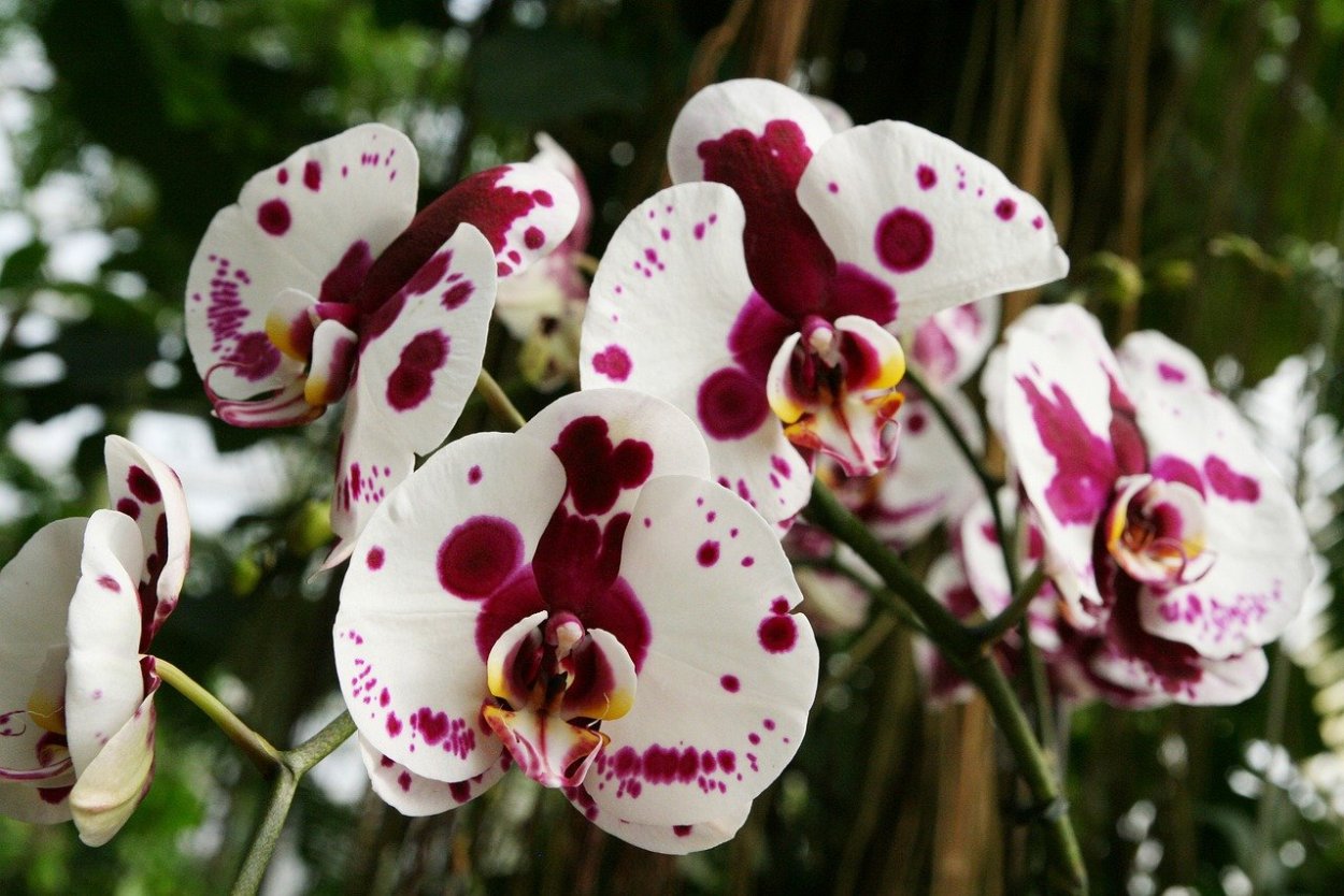 Викторио орхидея