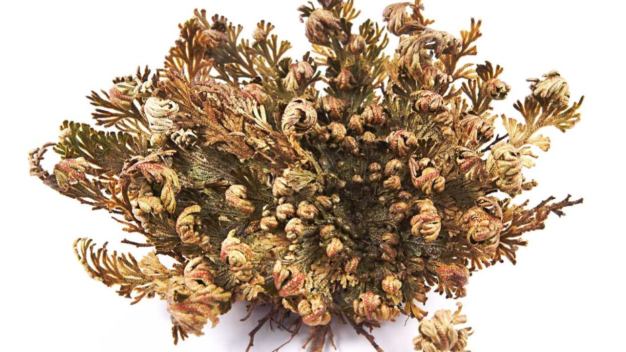 Иерихонская роза перекати-поле