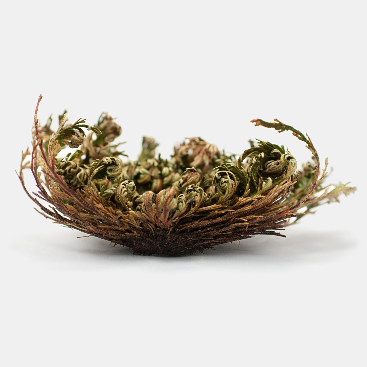 Роза Иерихона в пустыне