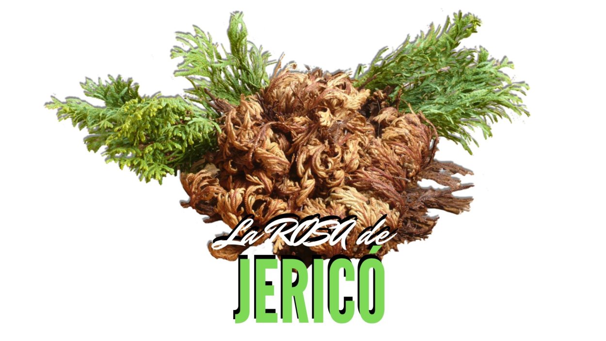 Роза Иерихона