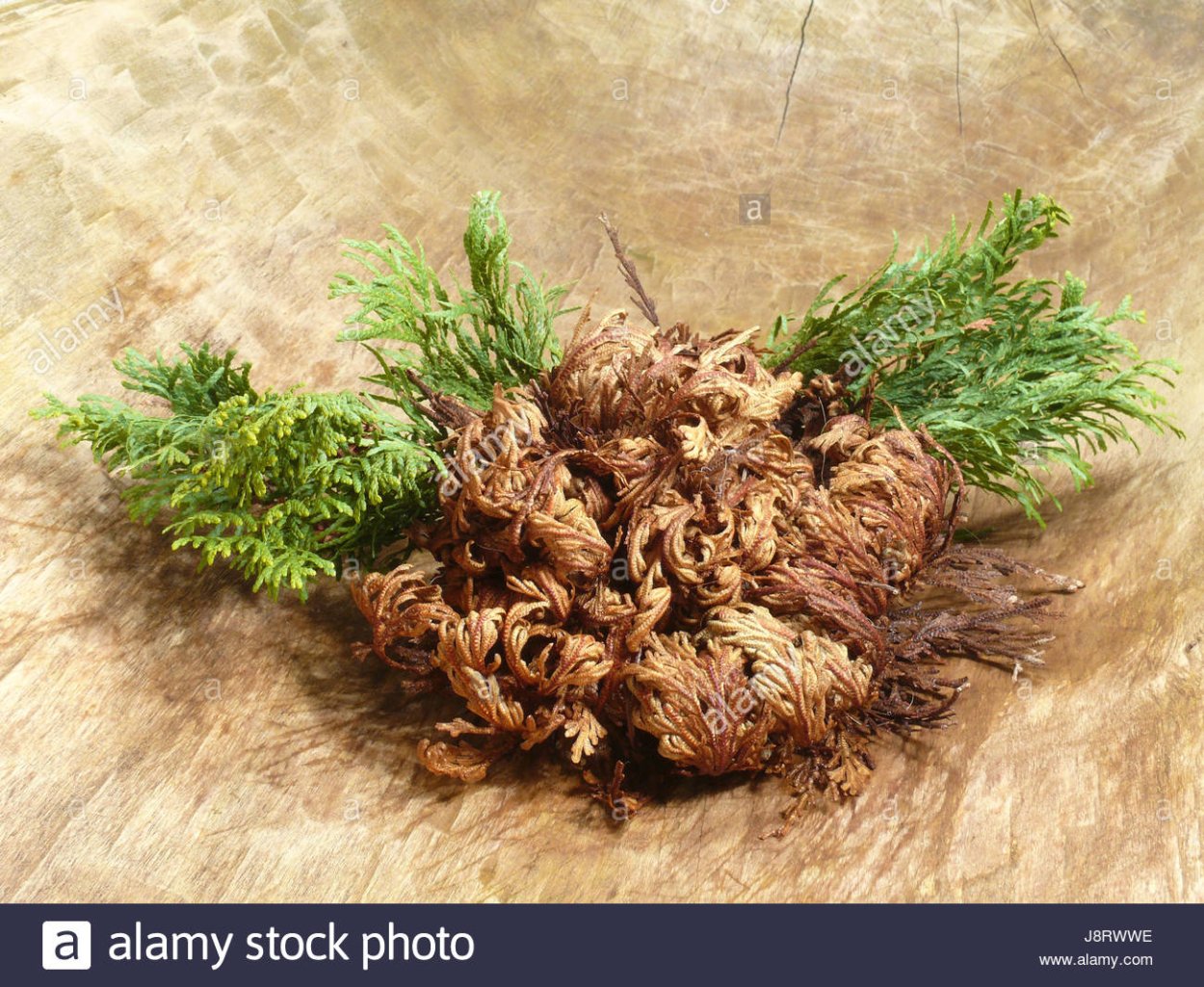 Иерихонская звезда фото