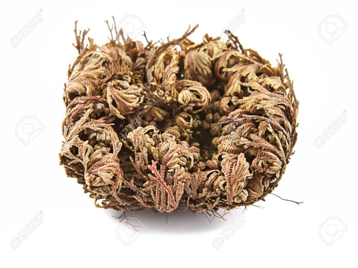 Иерихонова роза