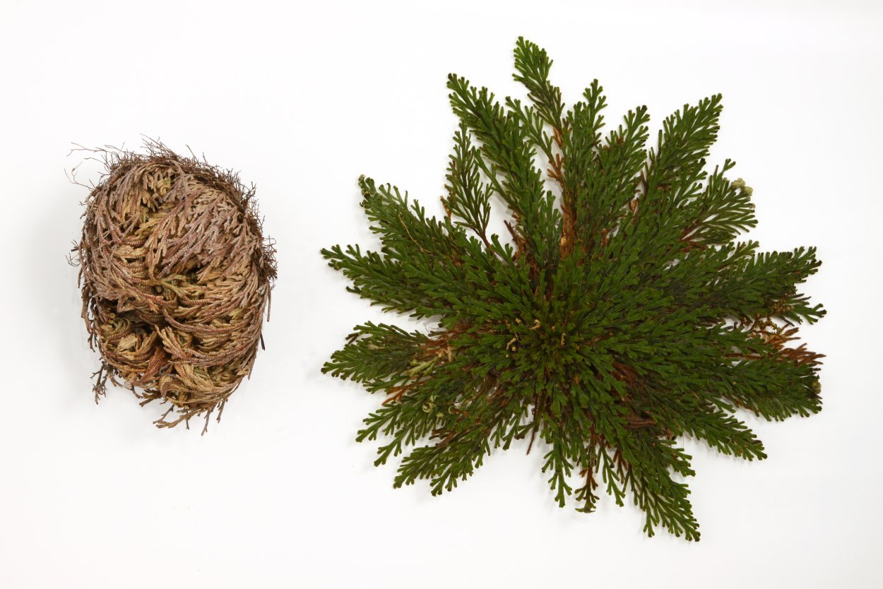 Selaginella lepidophylla Jericho