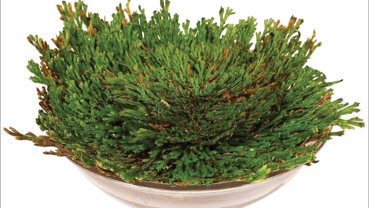 Иерихонская роза цветение