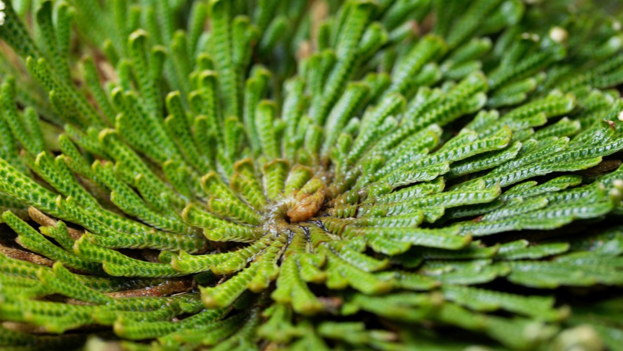 Роза Иерихона цветение