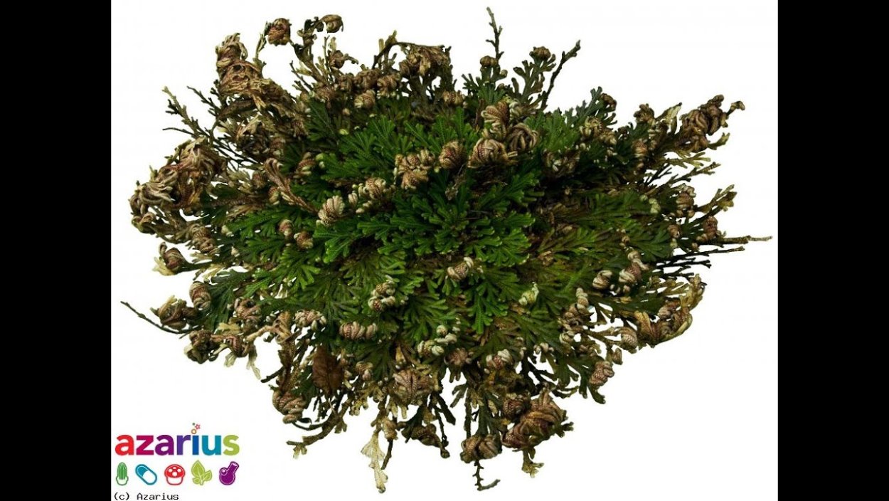 Роза Иерихона цветение