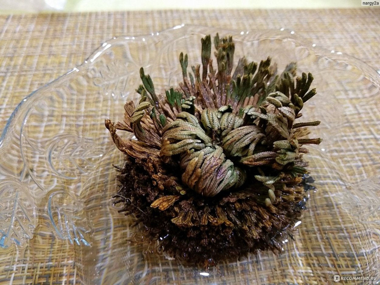 Роза Иерихона цветет