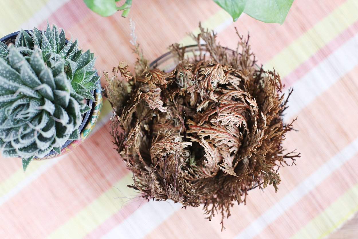 Selaginella lepidophylla Jericho/иерихонская роза