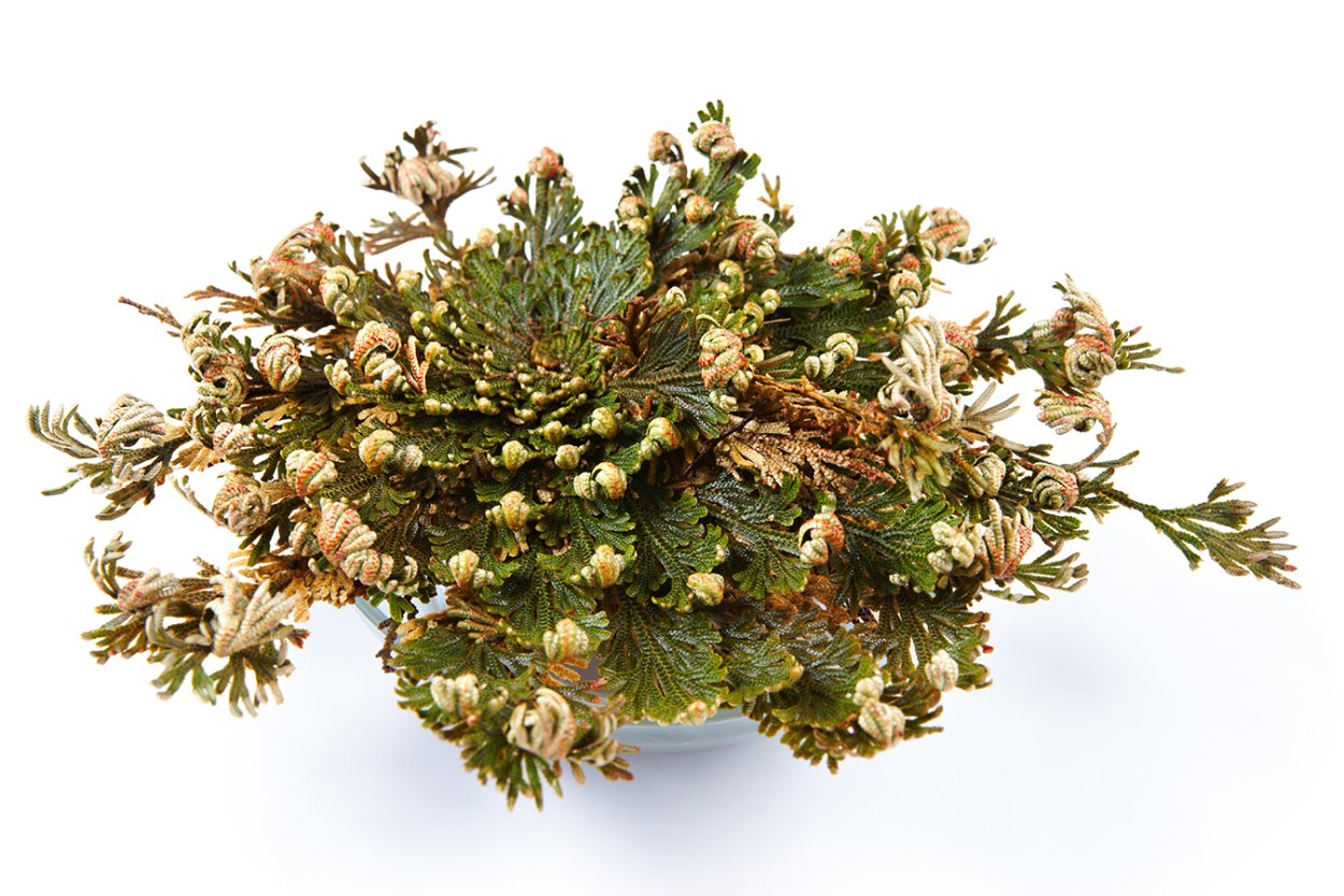 Selaginella lepidophylla Jericho/иерихонская роза