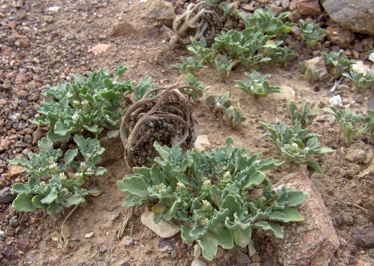 Селагинелла иерихонская роза