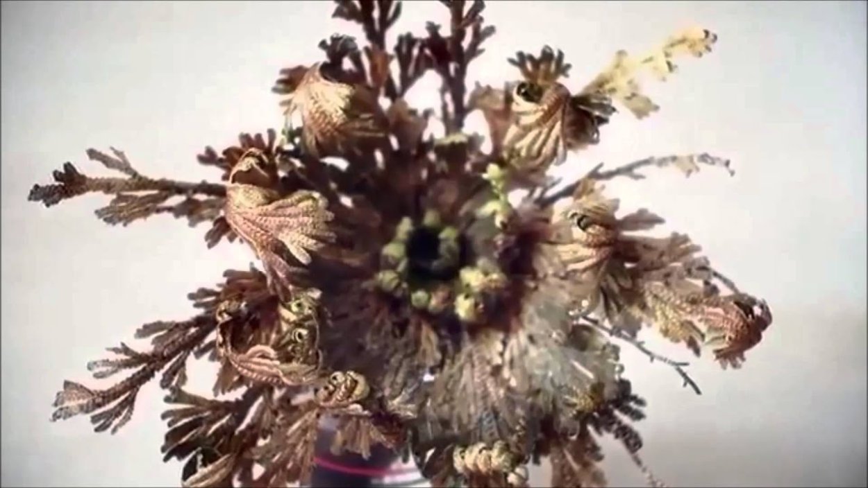 Рука Марии цветение