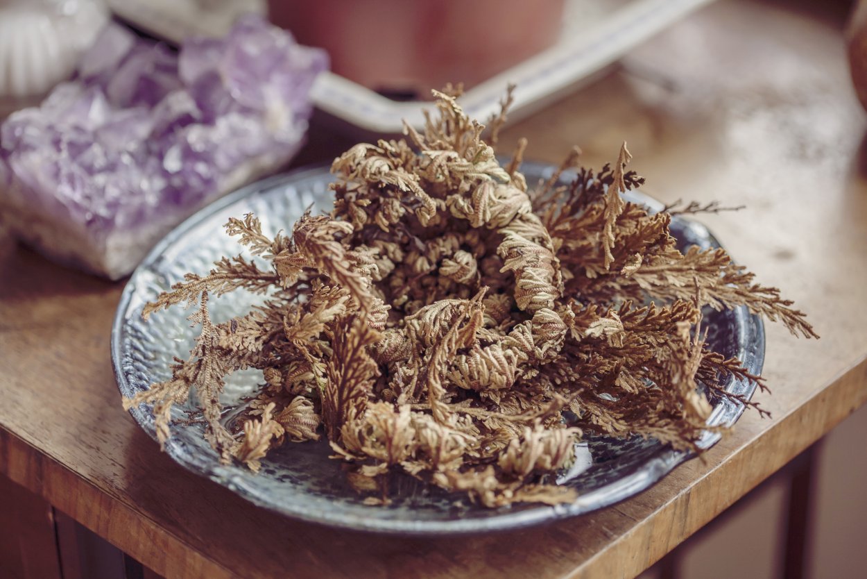 Крем для лица ева иерихонская роза