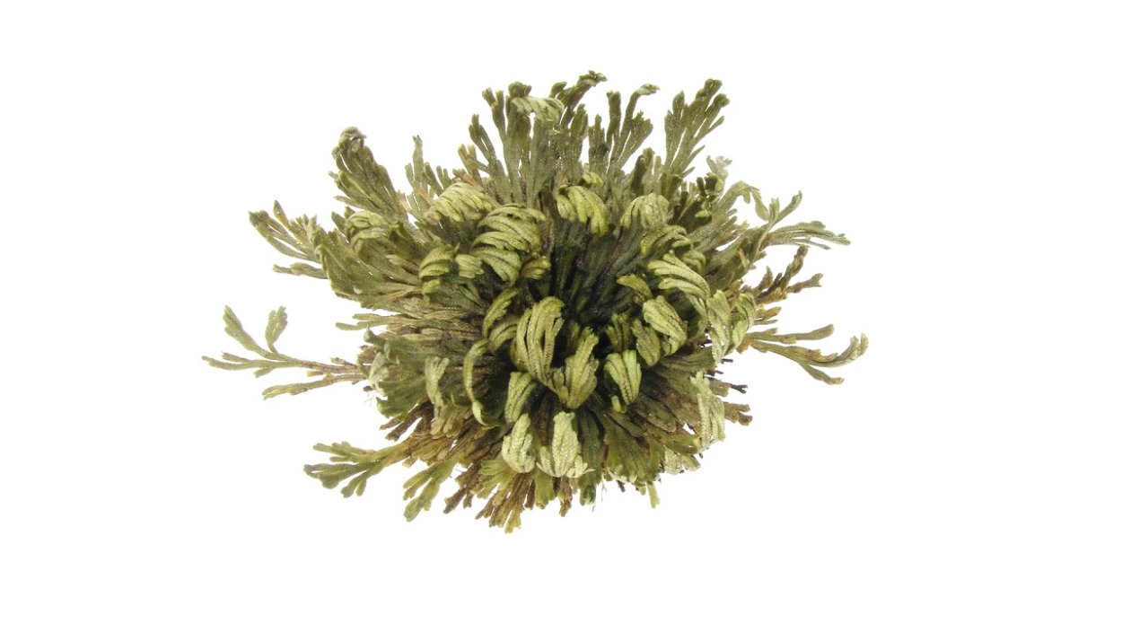 Роза Иерихона символ