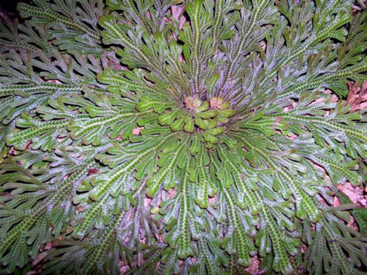 Иерихонская роза анастатика