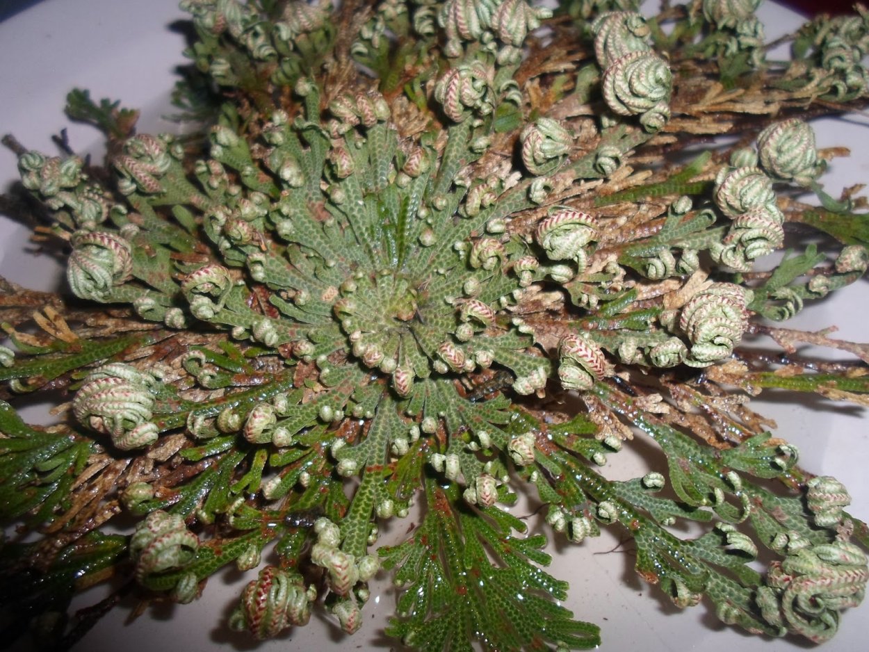 Роза Иерихона и любовь