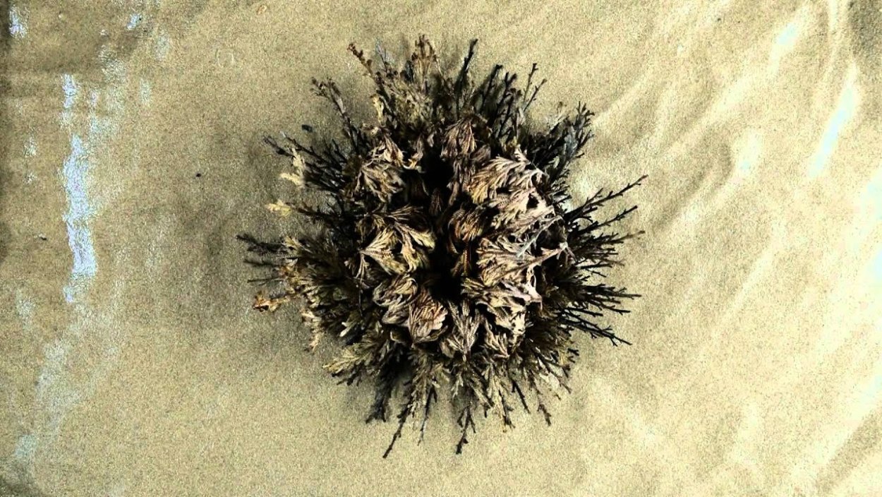 Анастатика иерихонская