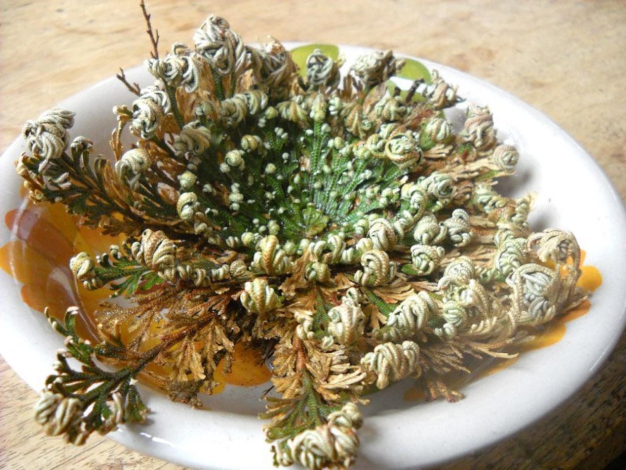 Selaginella lepidophylla Jericho/иерихонская роза