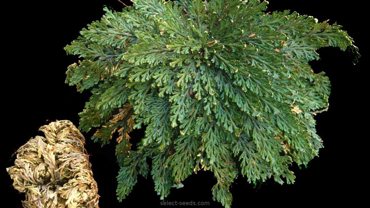 Павлова, н. селагинелла - дитя пустыни