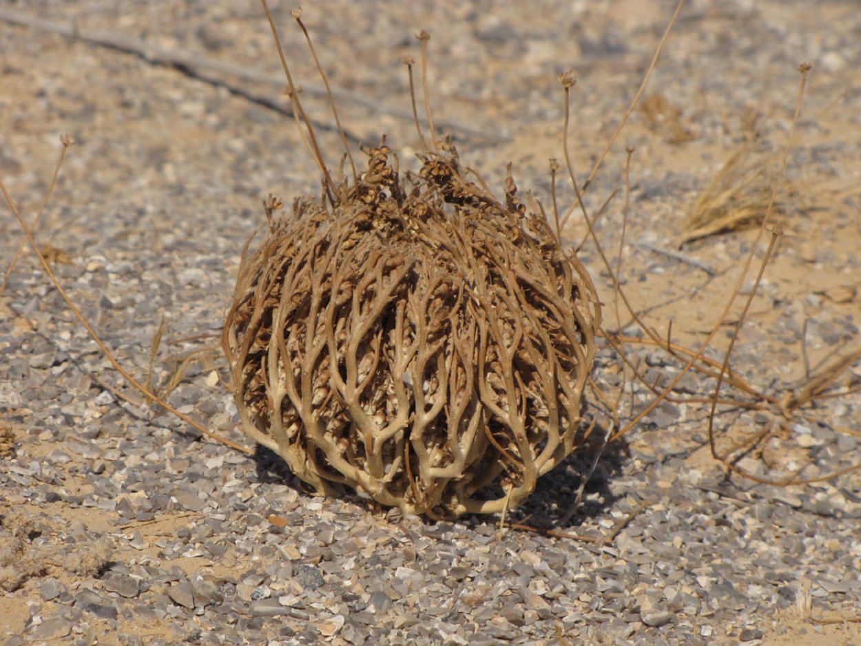 Селагинелла мох