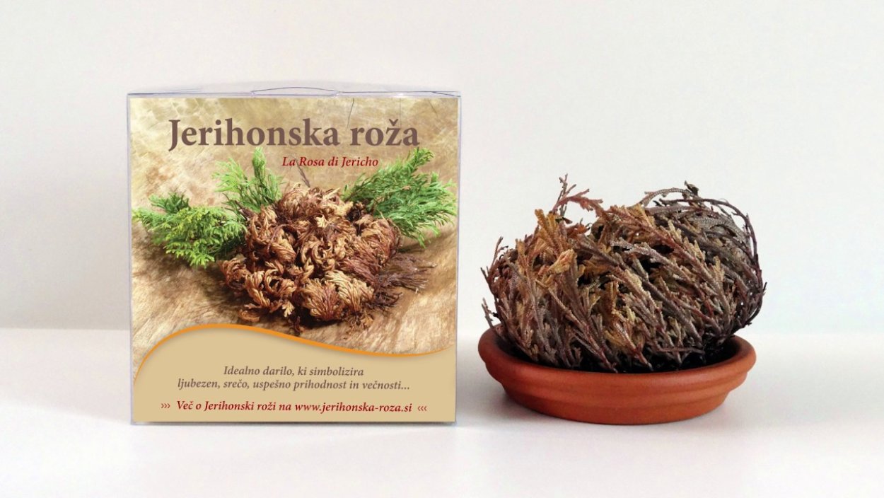 Иерихонская роза раскраска