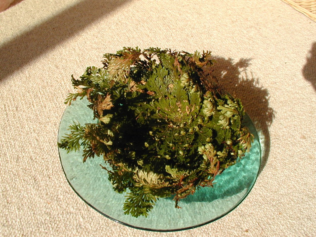 Селагинелла иерихонская роза