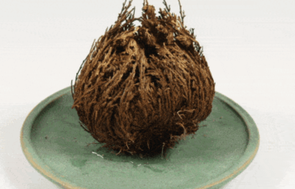 Селагинелла чешуелистная (Selaginella lepidophylla)