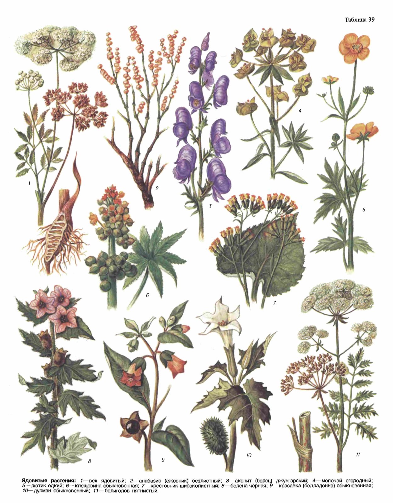 Борщевик белладонна