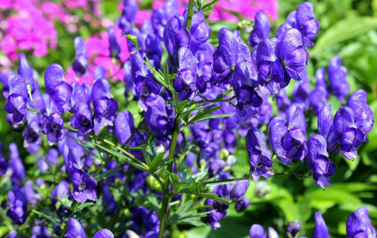 Ядовитые ягоды синего цвета