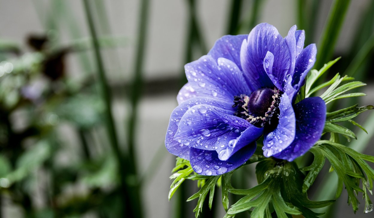 Живокость Укокская