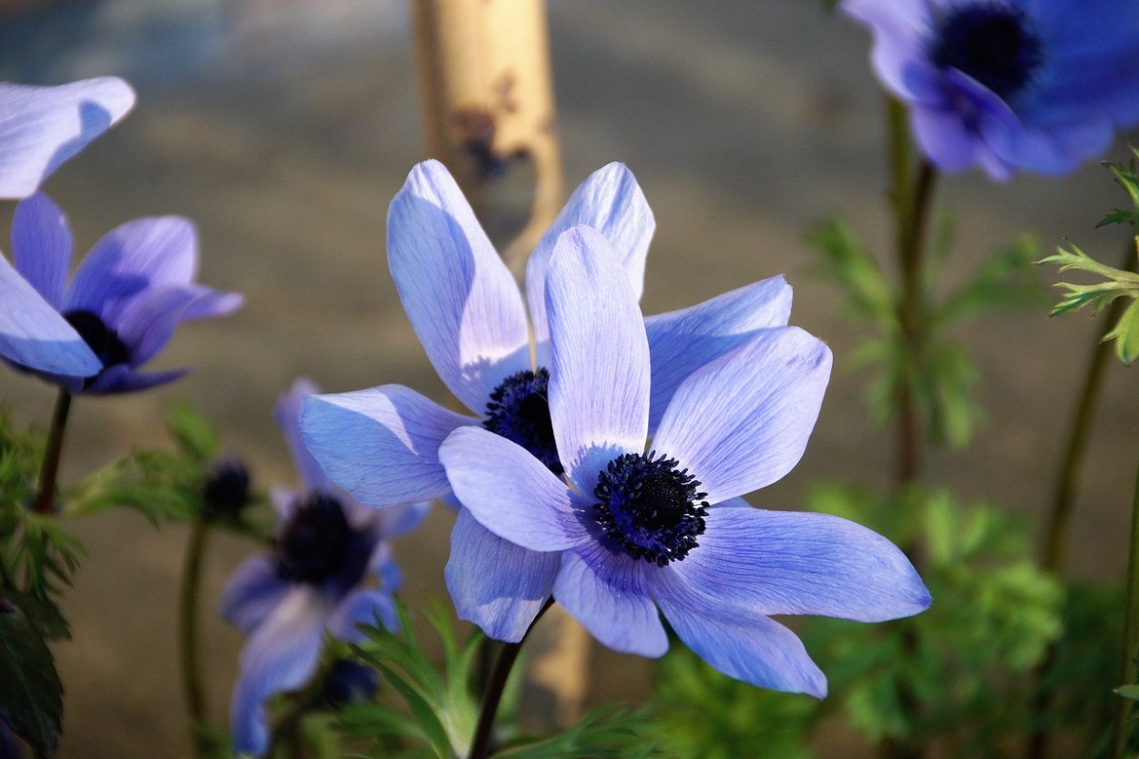 Горечавка Альпийская