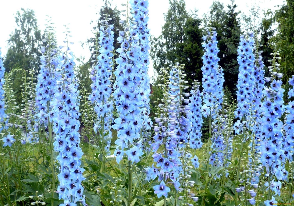 Цератостигма растение