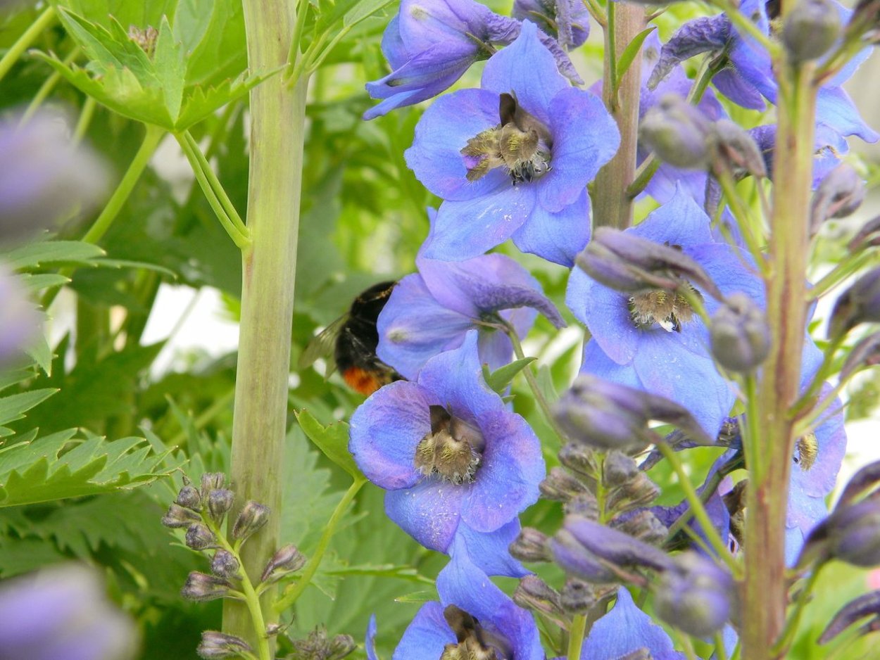 Незабудка Альпийская Садовая