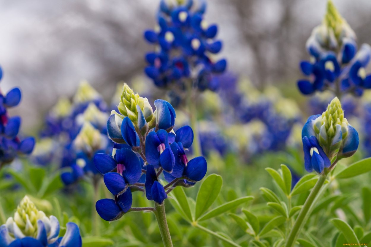 Аконит джунгарский (борец, башмачки).