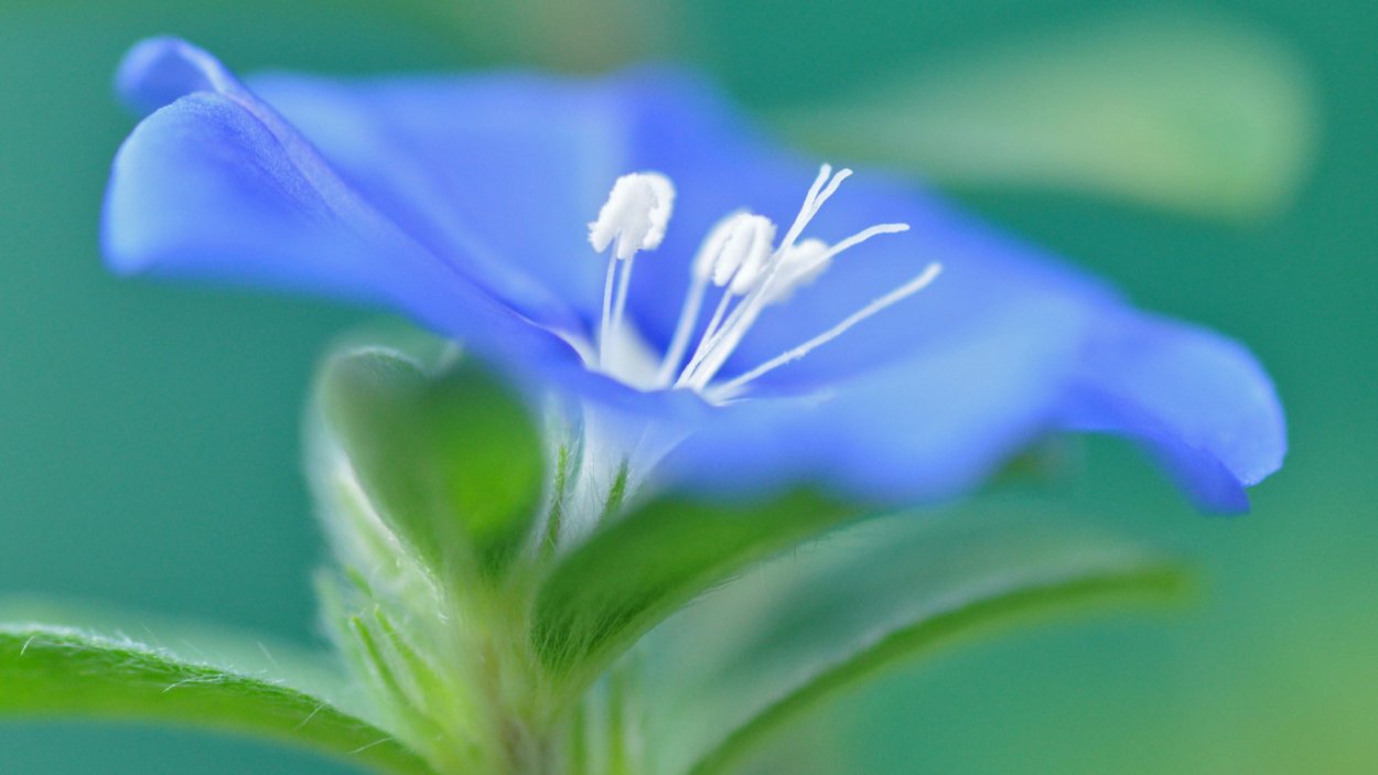 Люпины Bluebonnet