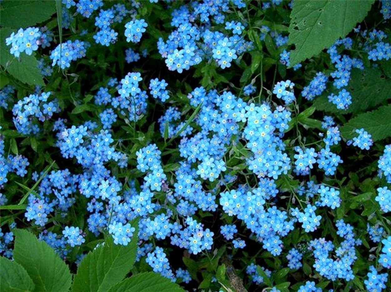 Ядовитое растение с синими цветами