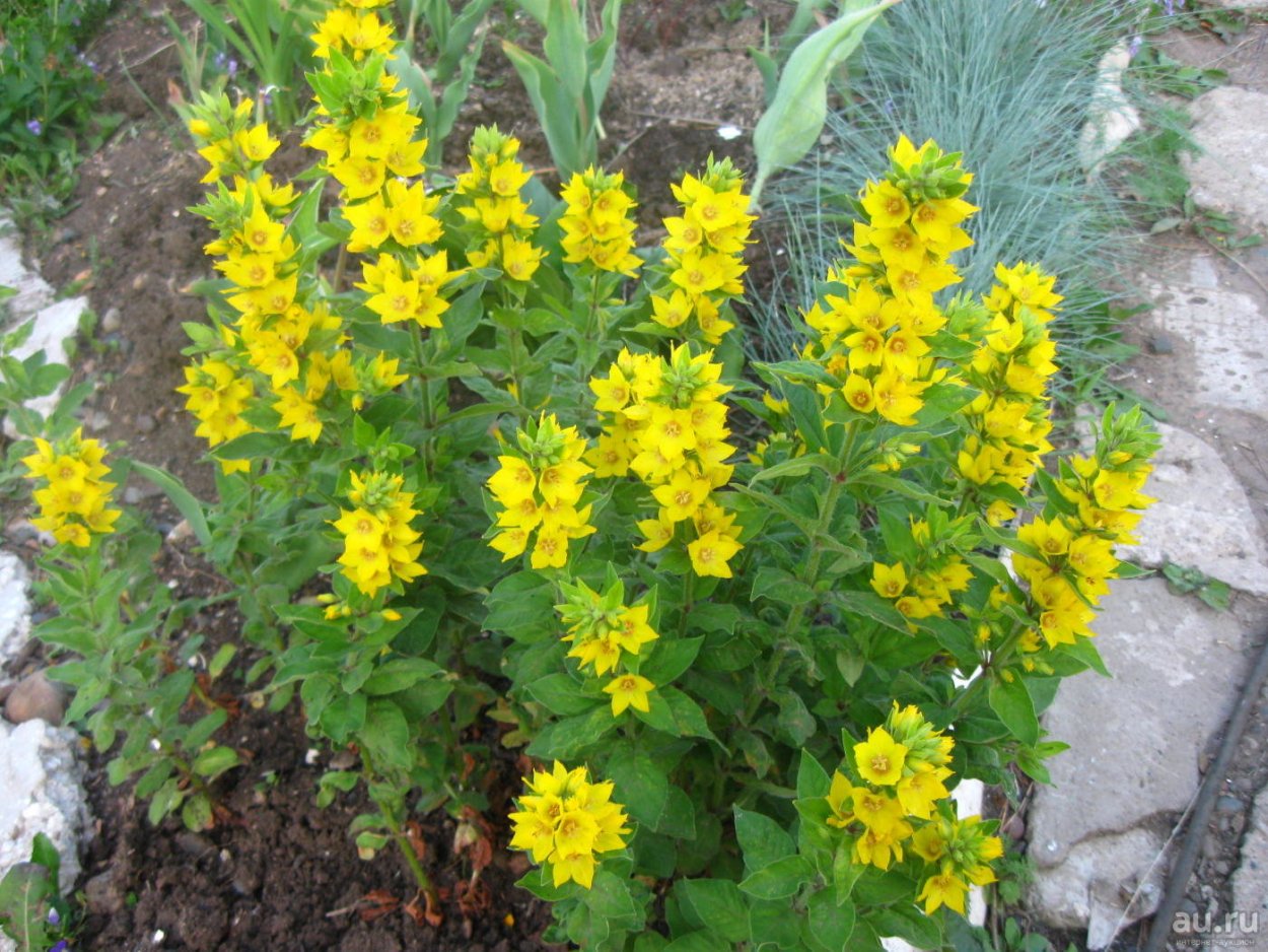 Вербейник точечный (Lysimachia punctata)