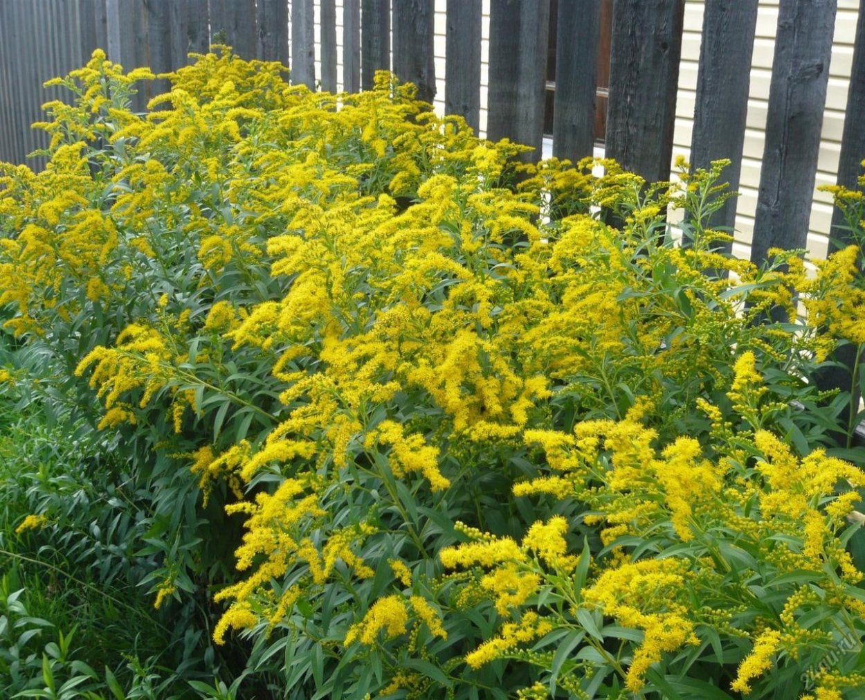 Золотарник "Hiddigeigei" (Solidago)