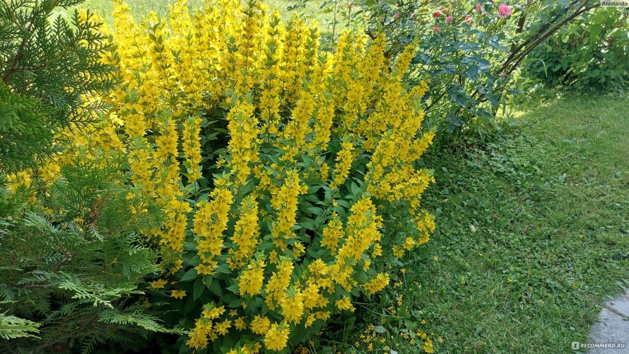 Вербейник минорский