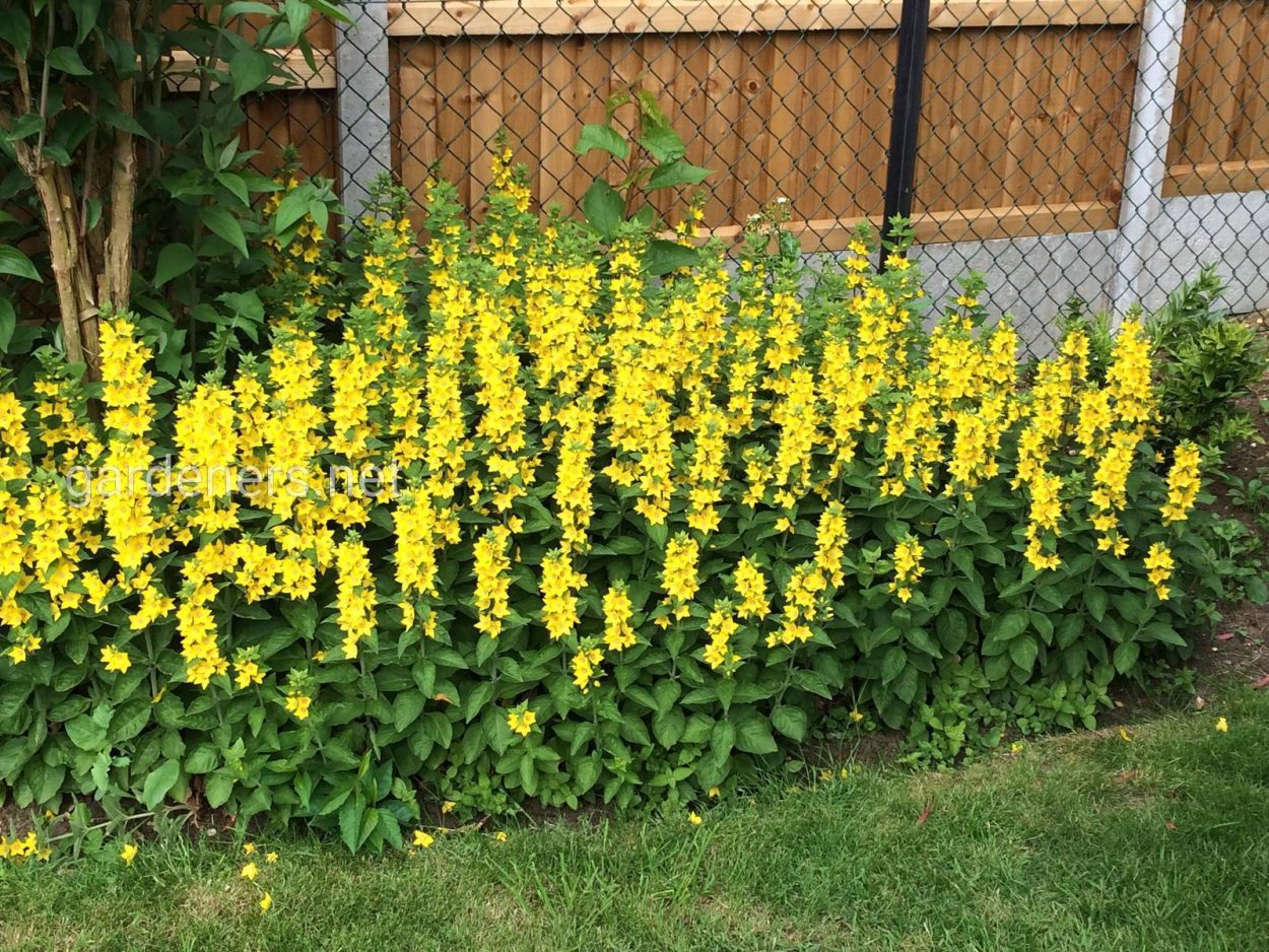 Вербейник точечный (Lysimachia punctata)
